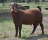 1X KALAHARI REDS FLOCK 39-306 BUCK Fermar Kalahari Reds stoet