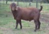 1X KALAHARI REDS FLOCK 39-306 BUCK Fermar Kalahari Reds stoet - 3