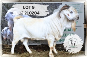 1X SAVANNA FLOCK 39-275 BUCK Barnard & Seuns Savanna Stoet