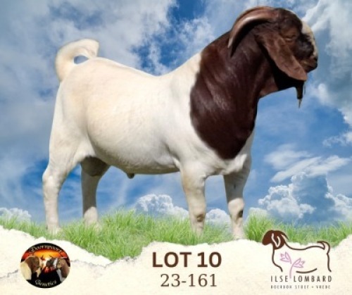 WITHDRAWN - 1X BOER GOAT BUCK Ilse Lombard Boerbokstoet