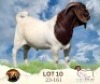 WITHDRAWN - 1X BOER GOAT BUCK Ilse Lombard Boerbokstoet