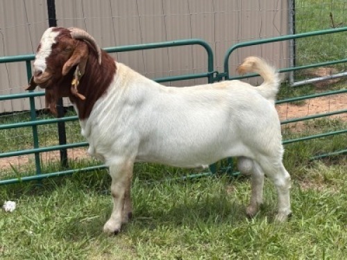 1X BOER GOAT FLOCK 39-187 BUCK Welgelegen Landgoed