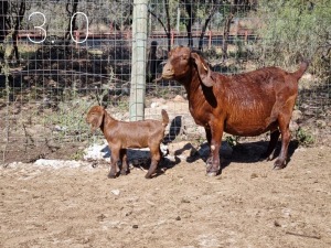 1+1 X OOI/EWE LEEUPOORT KALAHARI REDS - F