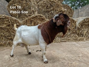 1X BOER GOAT FLOCK 39-196 BUCK Losberg Boerdery Boerbok Stoet