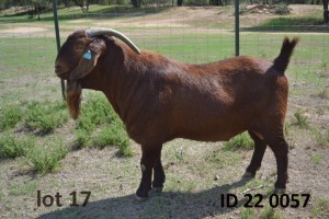 1X KALAHARI REDS FLOCK 39-261 BUCK Fermar Kalahari Reds stoet