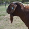 1X KALAHARI REDS FLOCK 39-261 BUCK Fermar Kalahari Reds stoet - 3