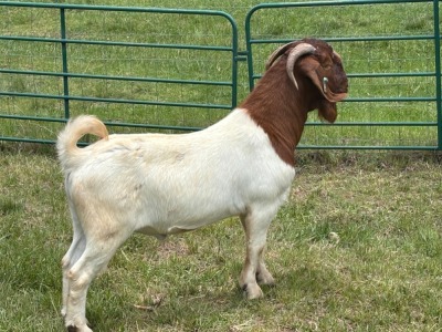 WITHDRAWN - 1X BOER GOAT BUCK Welgelegen Landgoed