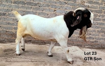 WITHDRAWN - 1X BOER GOAT BUCK Losberg Boerdery Boerbok Stoet