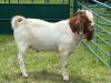 1X BOER GOAT BUCK Welgelegen Landgoed