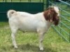 1X BOER GOAT BUCK Welgelegen Landgoed