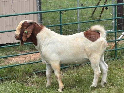 WITHDRAWN - 1X BOER GOAT BUCK Welgelegen Landgoed