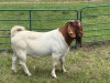 WITHDRAWN - 1X BOER GOAT BUCK Welgelegen Landgoed