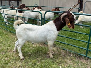 WITHDRAWN - 1X BOER GOAT BUCK Welgelegen Landgoed