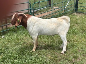 WITHDRAWN - 1X BOER GOAT BUCK Welgelegen Landgoed