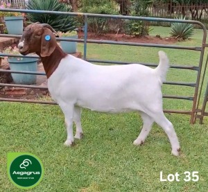 1X BOER GOAT STUD 21-214 DOE Aegagrus Boerbok stoet