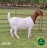 1X BOER GOAT STUD 21-214 DOE Aegagrus Boerbok stoet - 2