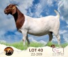 1X BOER GOAT STUD 39-242 DOE Ilse Lombard Boerbokstoet