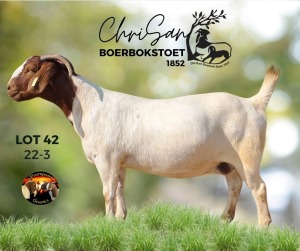 WITHDRAWN - 1X BOER GOAT DOE ChriSan BGS 1852