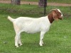 1X BOER GOAT STUD 39-360 DOE Welgelegen Landgoed