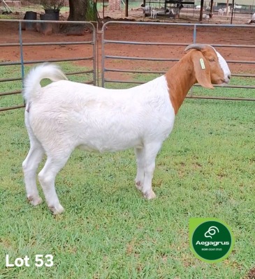 1X BOER GOAT FLOCK 39-191 DOE Aegagrus Boerbok stoet