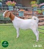 1X BOER GOAT FLOCK 39-191 DOE Aegagrus Boerbok stoet - 2