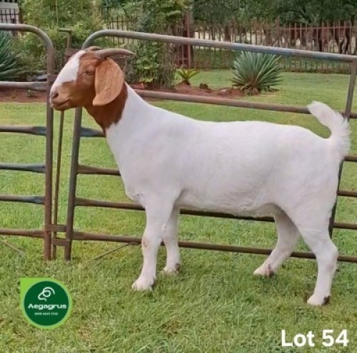 1X BOER GOAT FLOCK 39-192 DOE Aegagrus Boerbok stoet