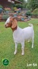 1X BOER GOAT FLOCK 39-192 DOE Aegagrus Boerbok stoet - 2