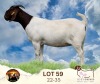 1X BOER GOAT STUD DOE Ilse Lombard Boerbokstoet