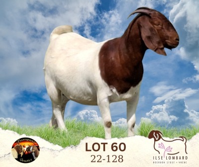 1X BOER GOAT STUD 39-260 DOE Ilse Lombard Boerbokstoet