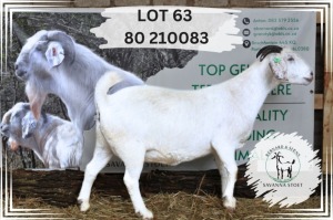 1X SAVANNA FLOCK 48-082 DOE Barnard & Seuns Savanna Stoet