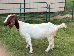 1X BOER GOAT FLOCK 39-314 DOE Welgelegen Landgoed