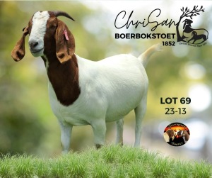 WITHDRAWN - 1X BOER GOAT DOE ChriSan BGS 1852