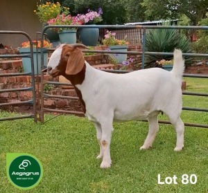 1X BOER GOAT FLOCK 39-193 DOE Aegagrus Boerbok stoet