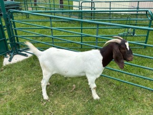 1X BOER GOAT FLOCK 39-274 DOE Welgelegen Landgoed