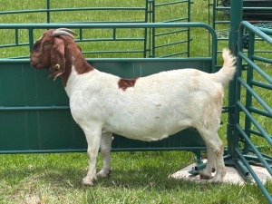 WITHDRAWN - 1X BOER GOAT DOE Welgelegen Landgoed