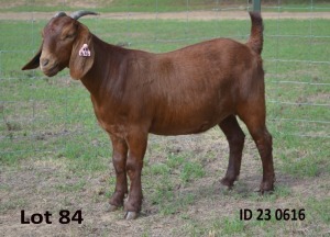 1X KALAHARI REDS FLOCK 39-268 DOE Fermar Kalahari Reds stoet