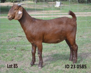 1X KALAHARI REDS FLOCK 39-312 DOE Fermar Kalahari Reds stoet