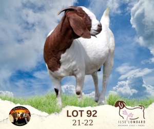 1X BOER GOAT FLOCK 39-277 DOE Ilse Lombard Boerbokstoet