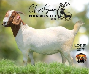 1X BOER GOAT FLOCK 21-203(S) DOE ChriSan BGS 1852