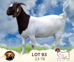 1X BOER GOAT STUD 39-241 DOE Ilse Lombard Boerbokstoet