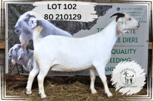 1X SAVANNA FLOCK 48-058 DOE Barnard & Seuns Savanna Stoet