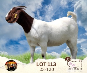 1X BOER GOAT FLOCK 39-341 DOE Ilse Lombard Boerbokstoet