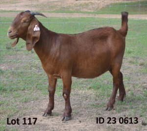 1X KALAHARI REDS FLOCK 39-316 DOE Fermar Kalahari Reds stoet