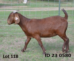 1X KALAHARI REDS FLOCK 39-307 DOE Fermar Kalahari Reds stoet