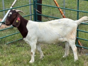 WITHDRAWN - 1X BOER GOAT DOE Welgelegen Landgoed