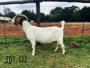 WITHDRAWN - 1X BOER GOAT DOE Rosewater boerbok stoet 1783