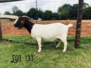 WITHDRAWN - 1X BOER GOAT DOE Rosewater boerbok stoet 1783