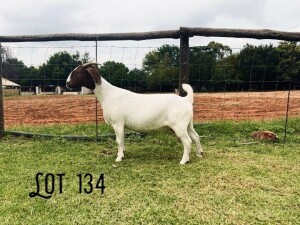 WITHDRAWN - 1X BOER GOAT FLOCK 39-311 DOE Rosewater boerbok stoet 1783