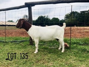 1X BOER GOAT FLOCK 39-309 DOE Rosewater boerbok stoet 1783