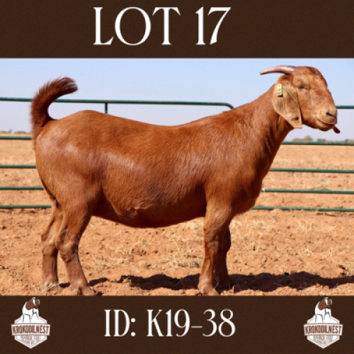 1 X OOI/EWE KROKODILNEST - S